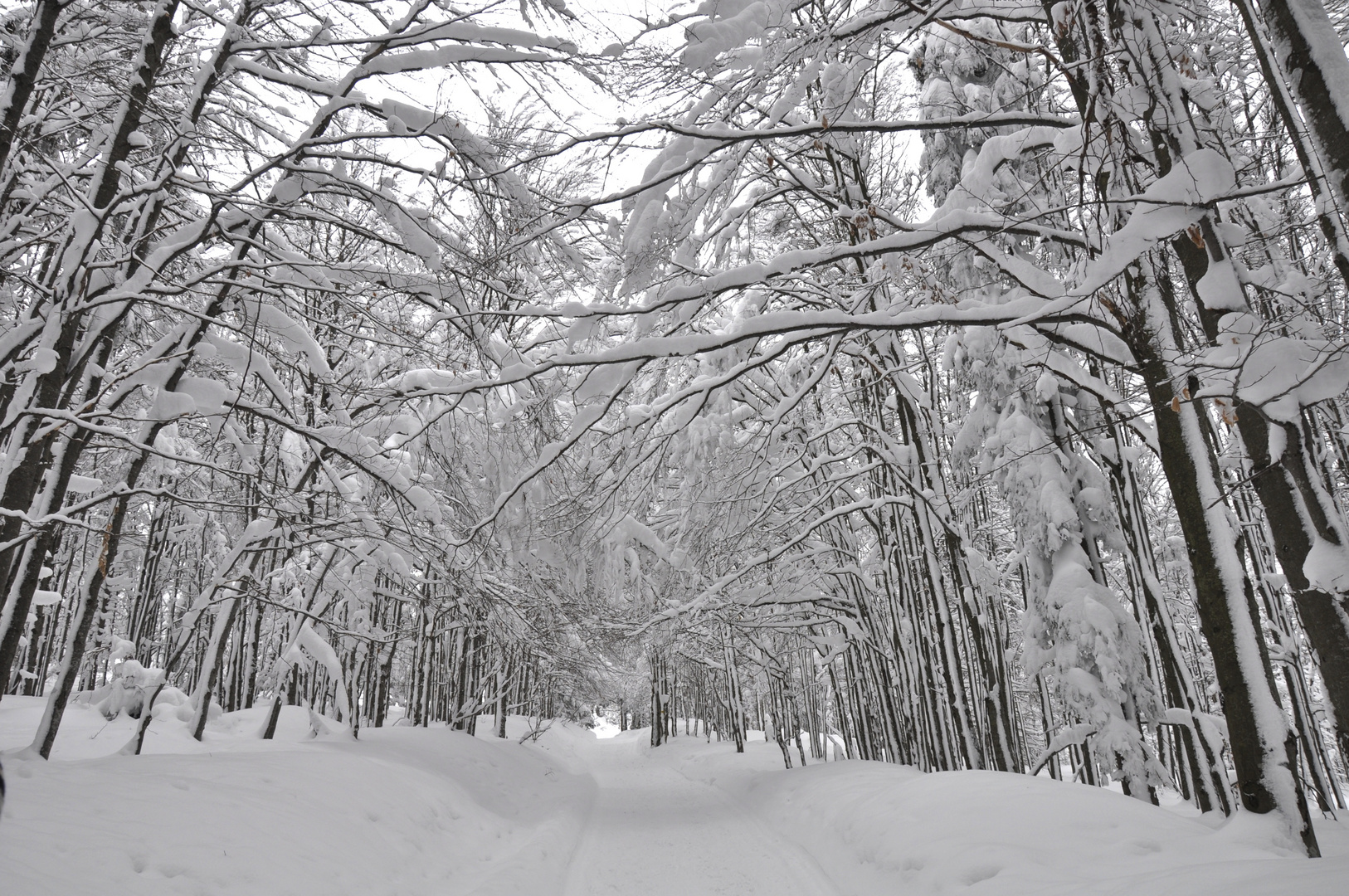 Schneeweg