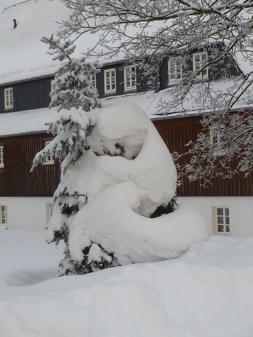 Schneewehe hat sich in Tannenbaum verliebt