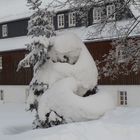 Schneewehe hat sich in Tannenbaum verliebt
