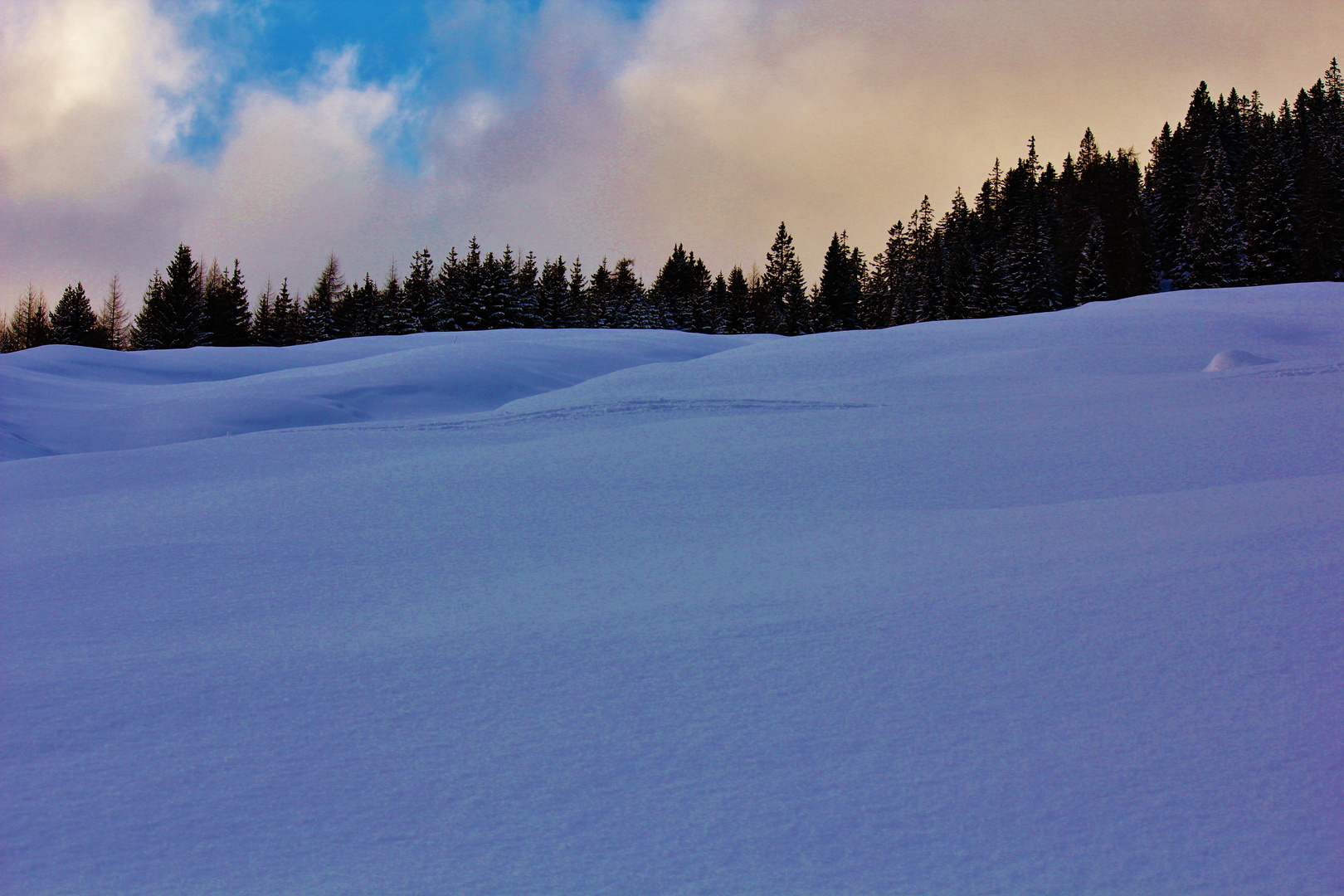 Schneeweide