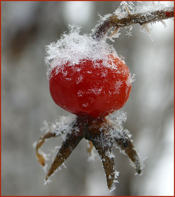 ~ Schneeweis und Hagebuttenrot ~