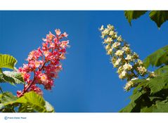 Schneeweischen und Rosenrot