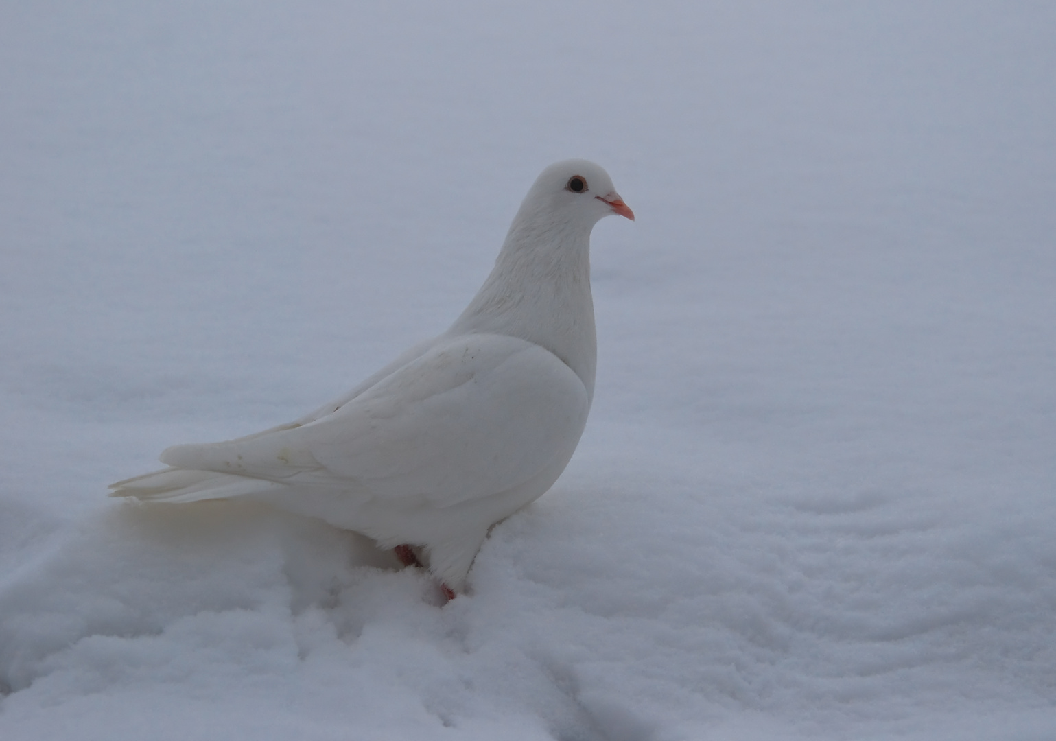 Schneeweiss