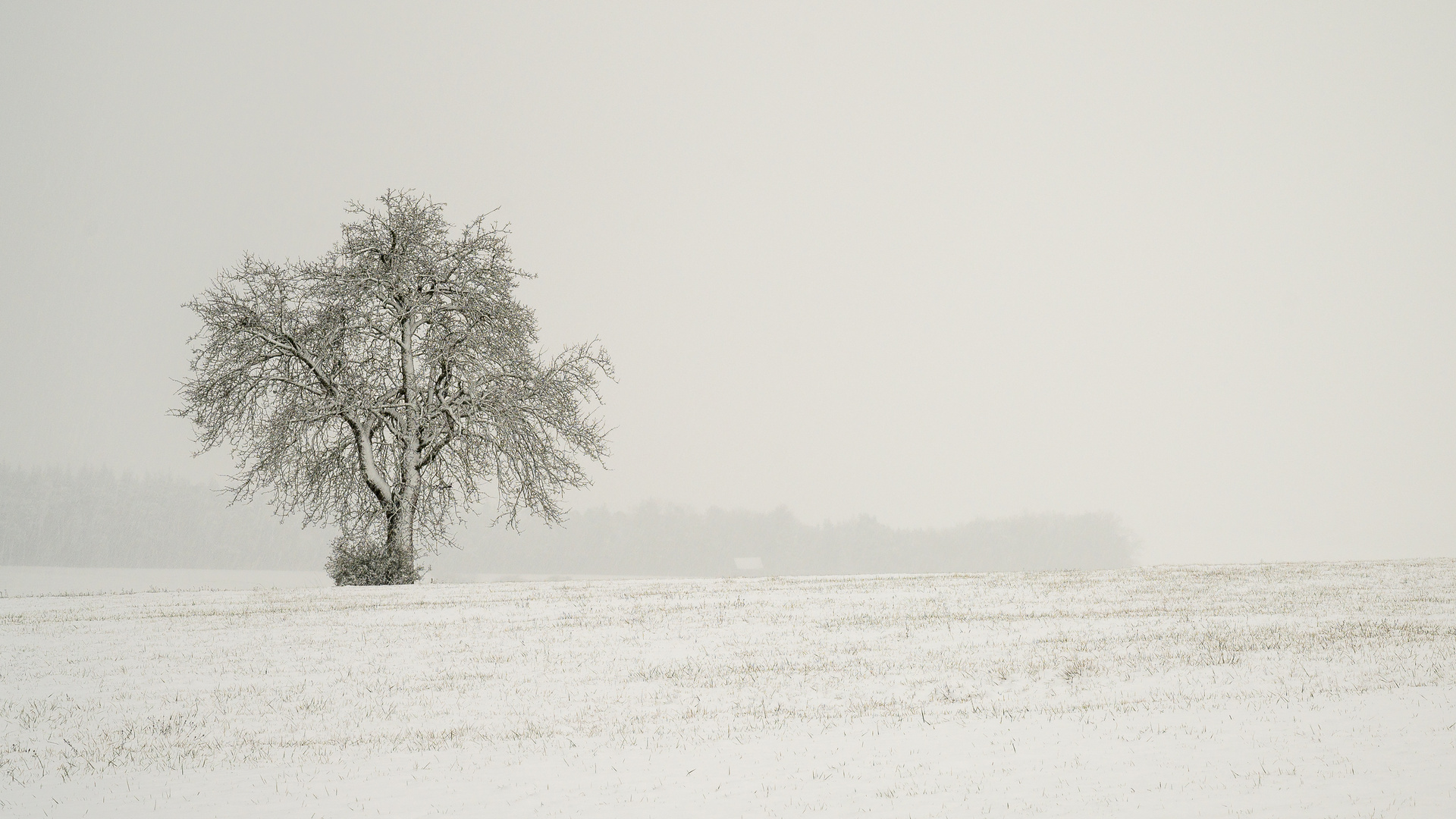 Schneeweiß