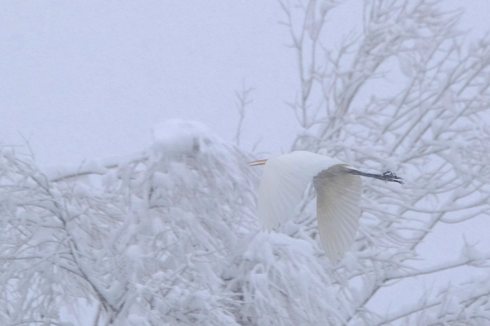 Schneeweiss