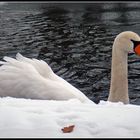 Schneeweiß