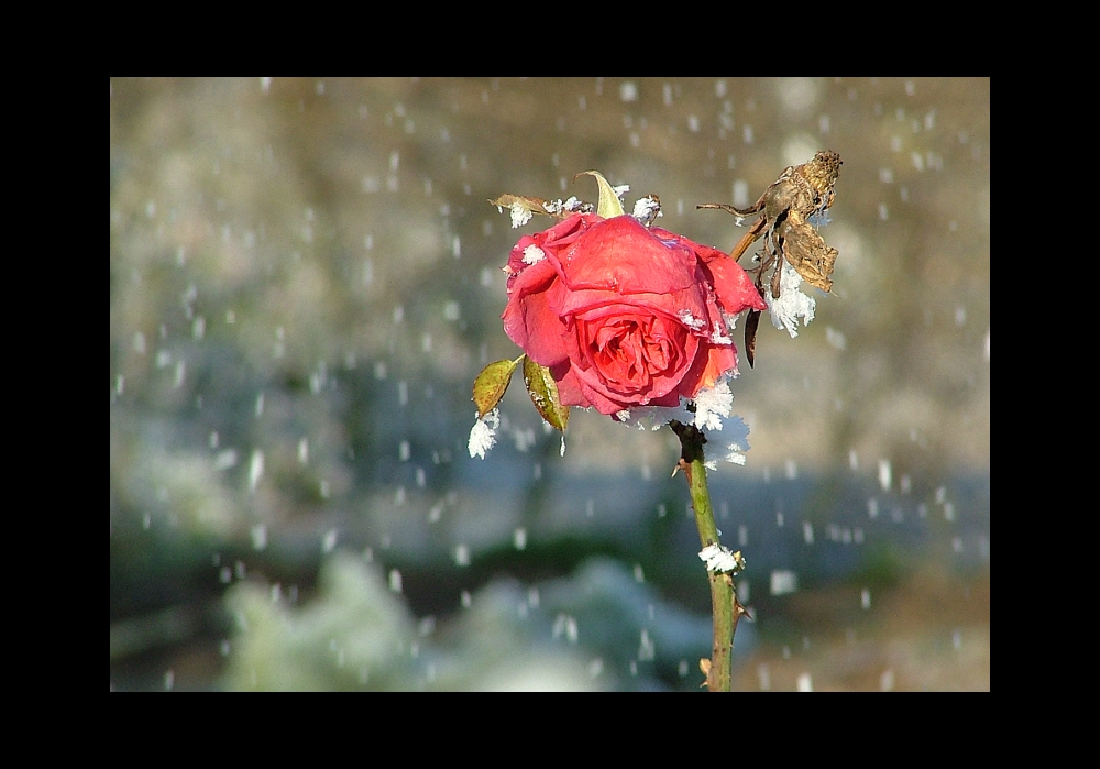 Schneeweiß & Rosenrot