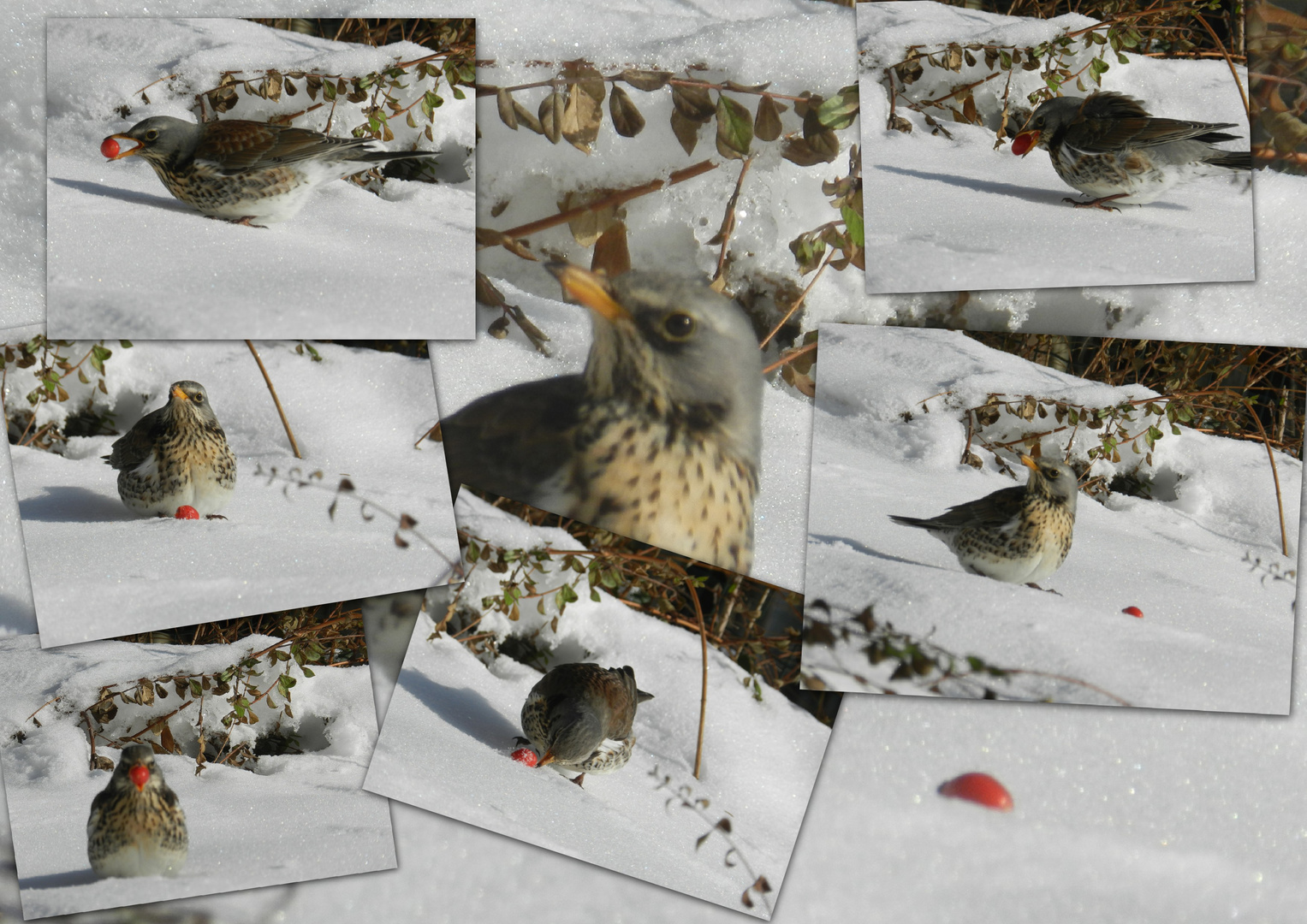 Schneeweiß und rosenrot