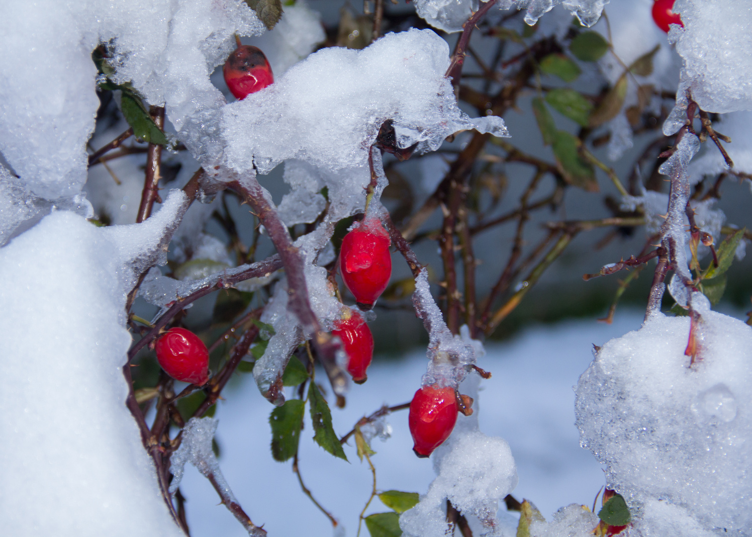 schneeweiss und rosenrot