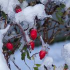 schneeweiss und rosenrot