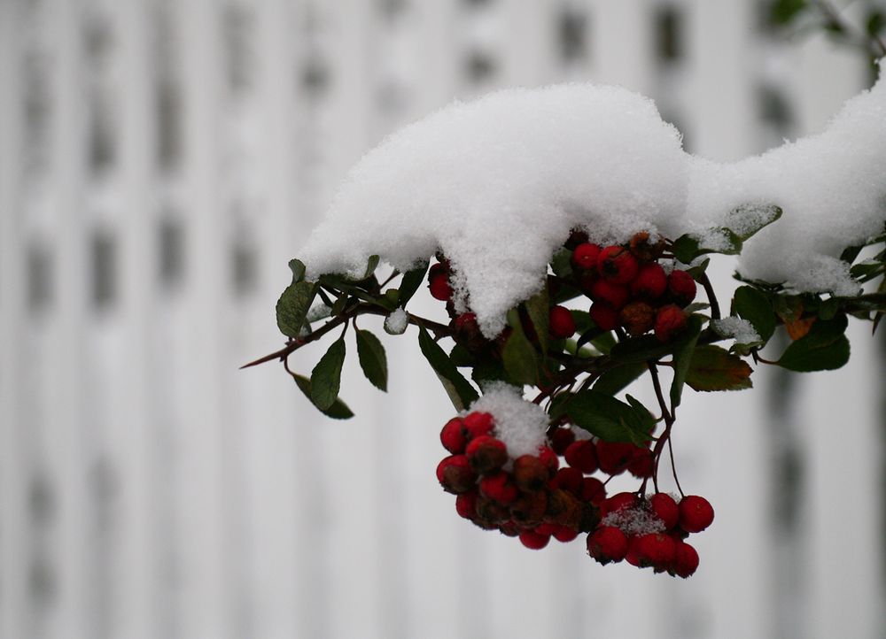 Schneeweißchem