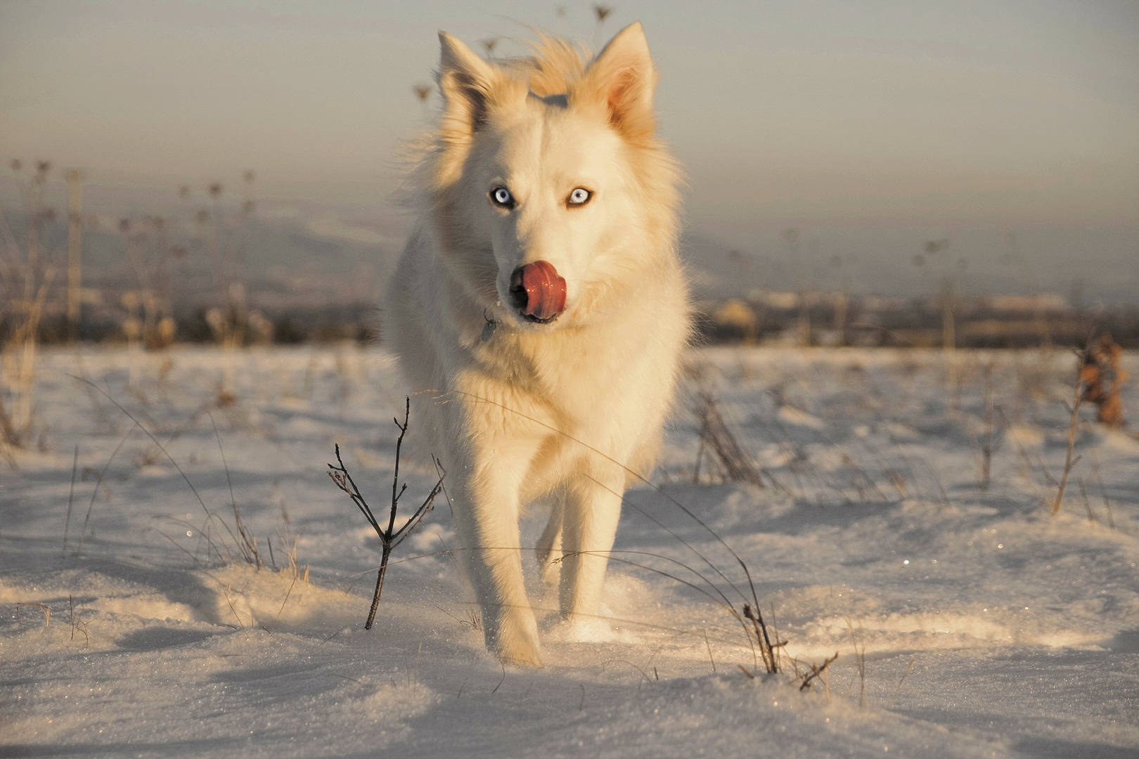 Schneeweißchen