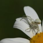 Schneeweißchen