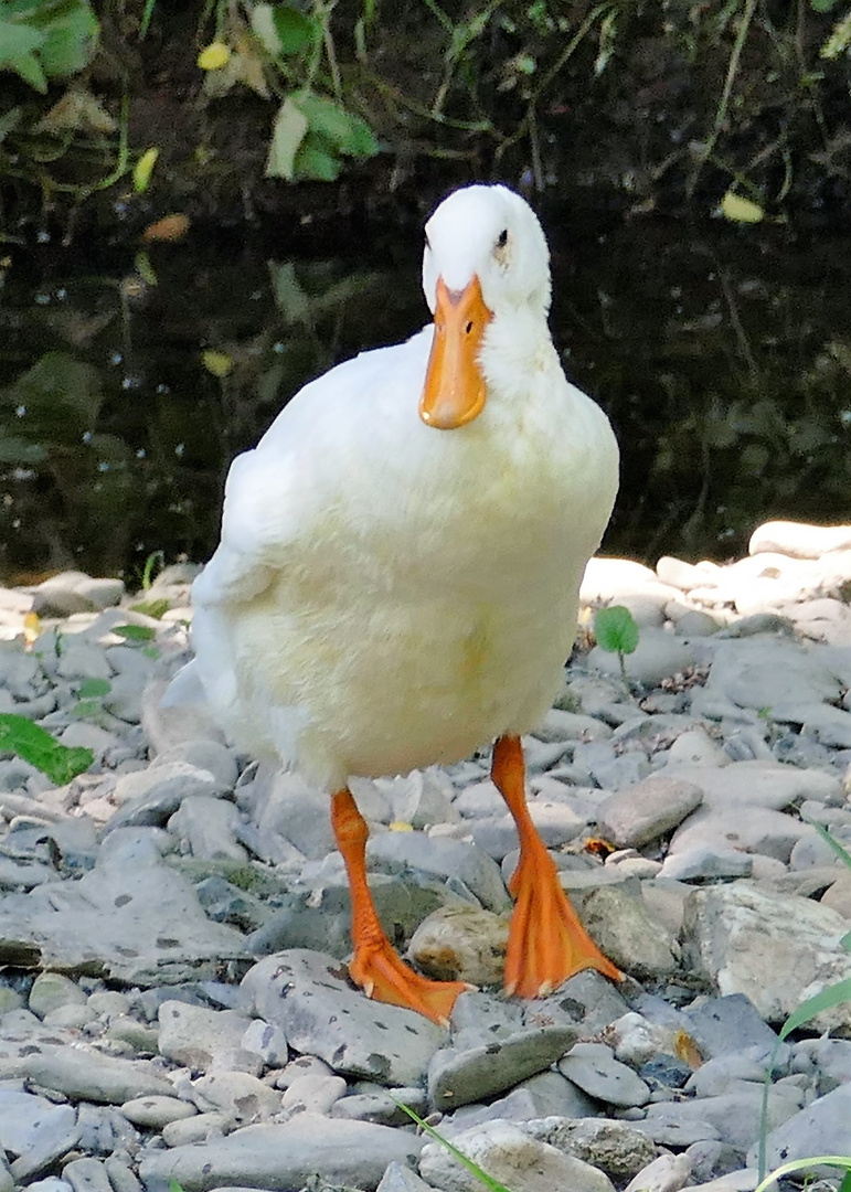 Schneeweißchen