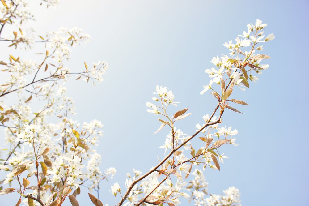 Schneeweißchen von Fräulein Effi 