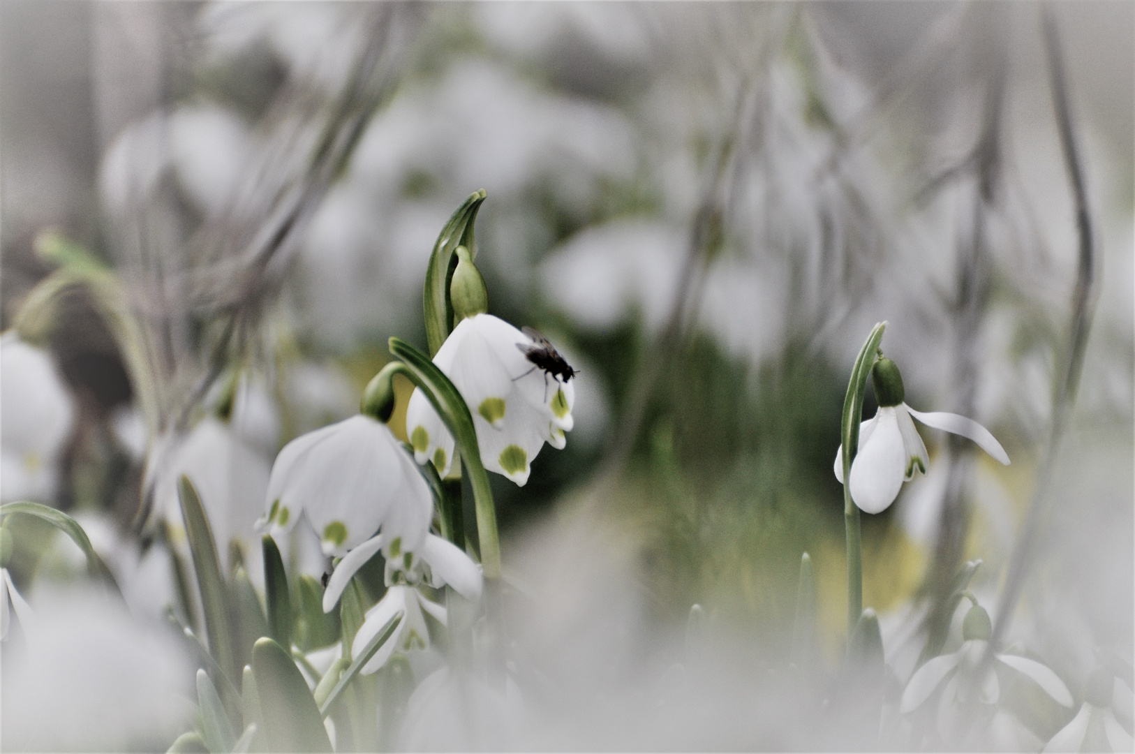 Schneeweisschen...