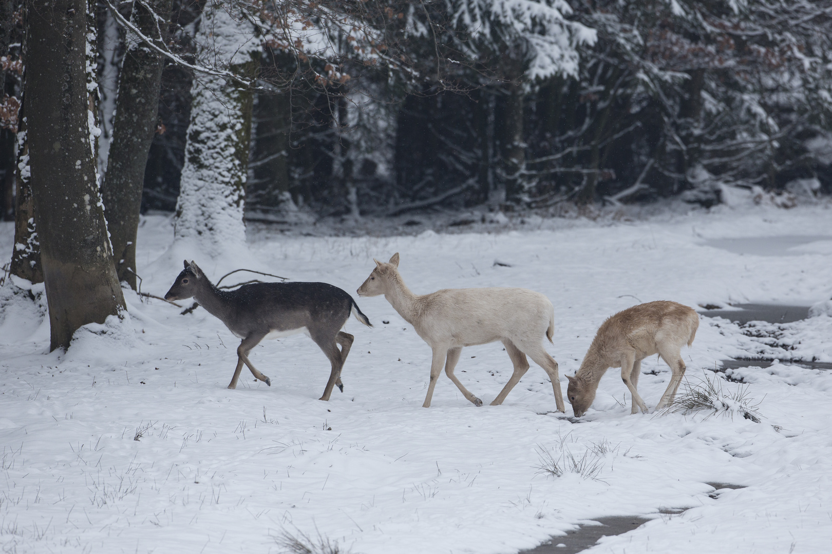 Schneeweisschen...