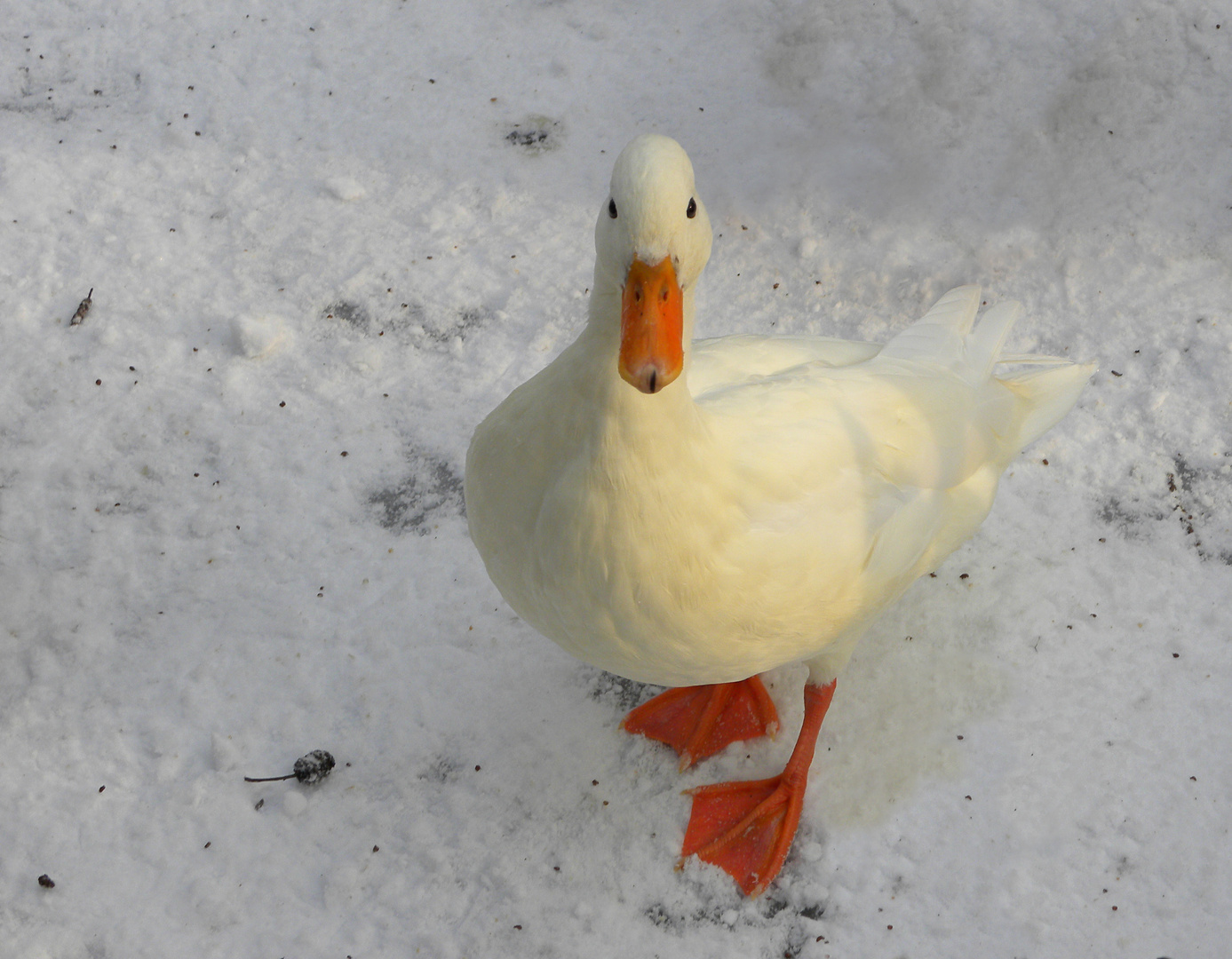 Schneeweißchen