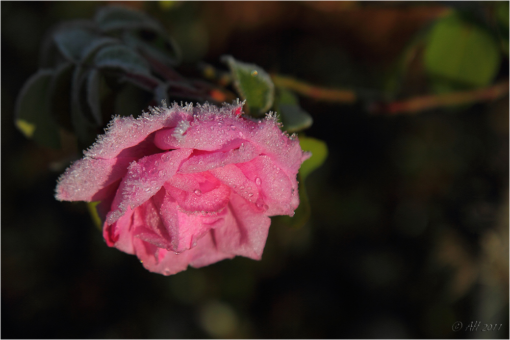 Schneeweißchen - der Rose Tod