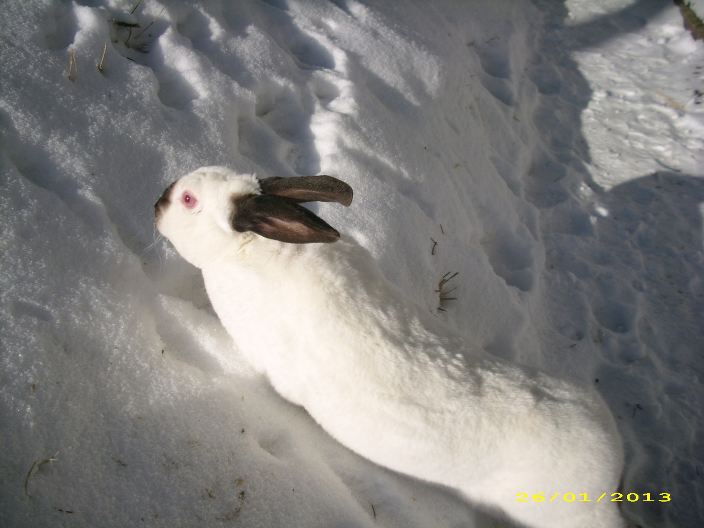 Schneeweißchen im Schnee