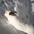 Schneeweißchen im Schnee