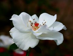 Schneeweißchen oder Rosenrot