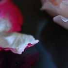 schneeweißchen-rosenrot