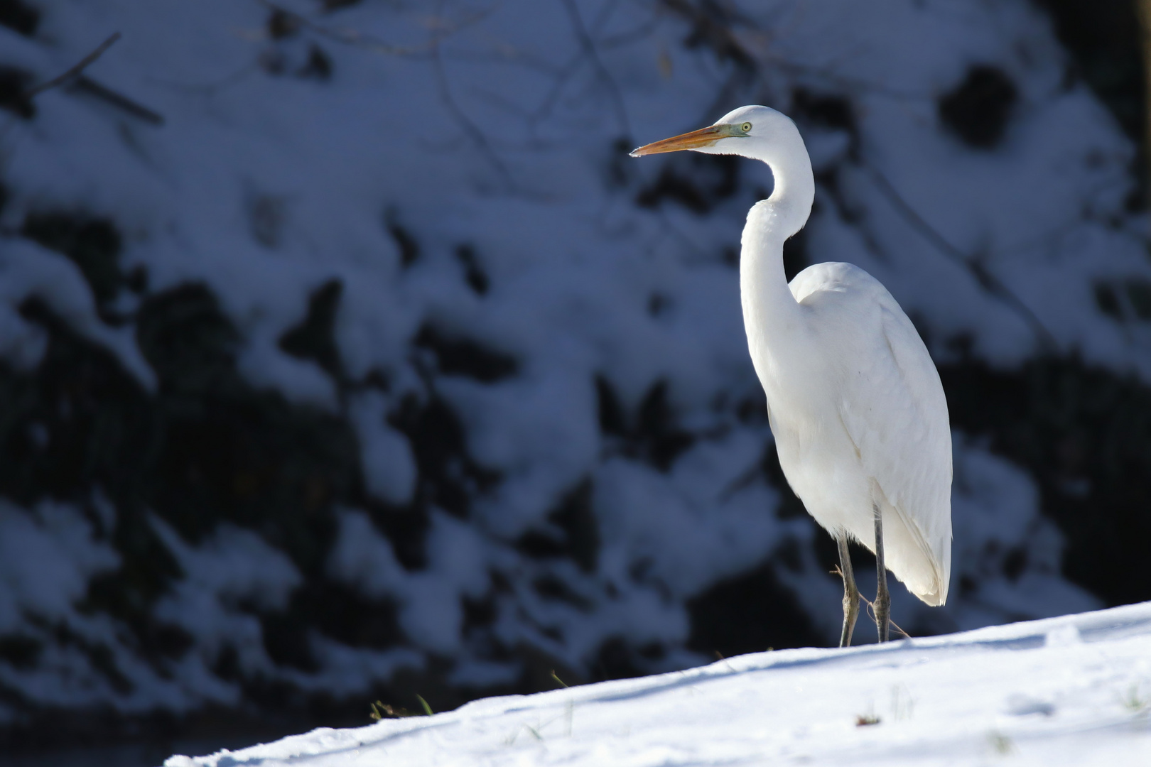 "Schneeweißchen" - Silberreiher an einem Graben 