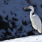 "Schneeweißchen" - Silberreiher an einem Graben 