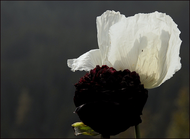 Schneeweißchen und Dunkelrosenrot !