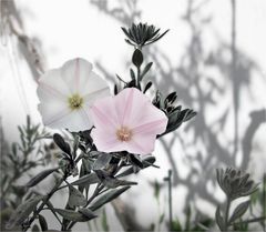 Schneeweißchen und Frau Rosenrot,...