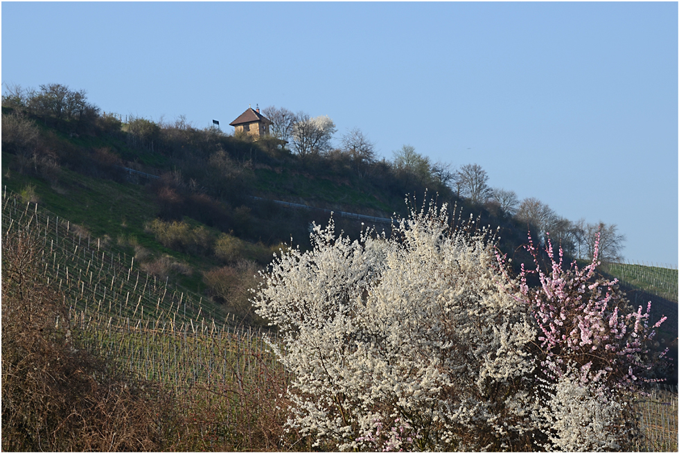 Schneeweißchen und Rosa - Rot