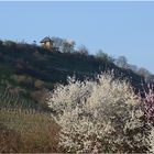 Schneeweißchen und Rosa - Rot