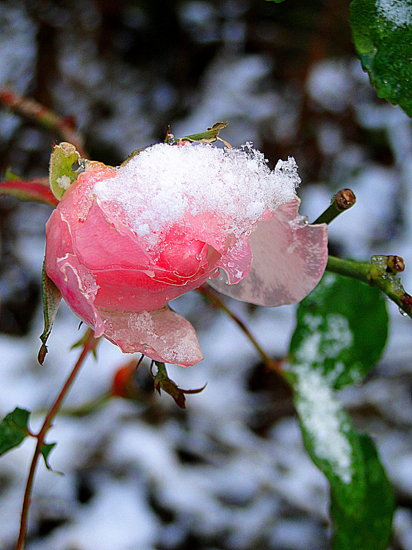 Schneeweißchen und Rosarot