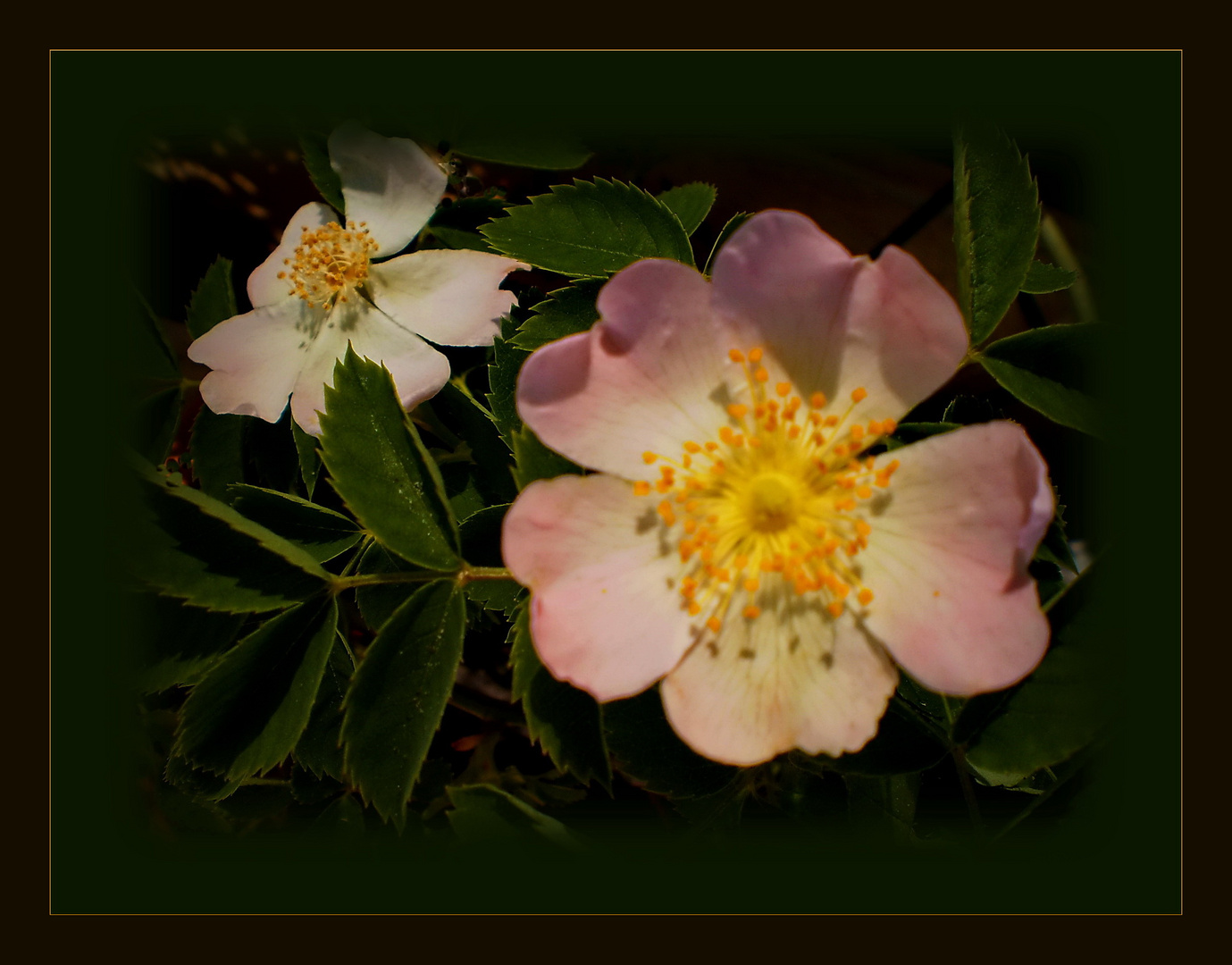 Schneeweißchen und Rosenrosa