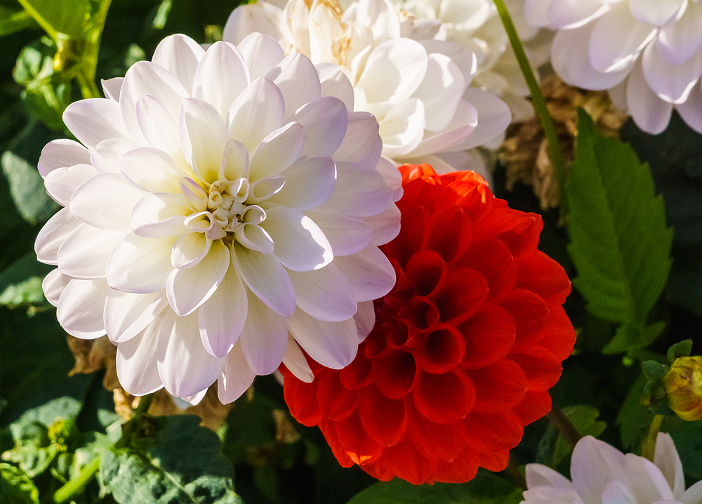 Schneeweißchen und Rosenrot