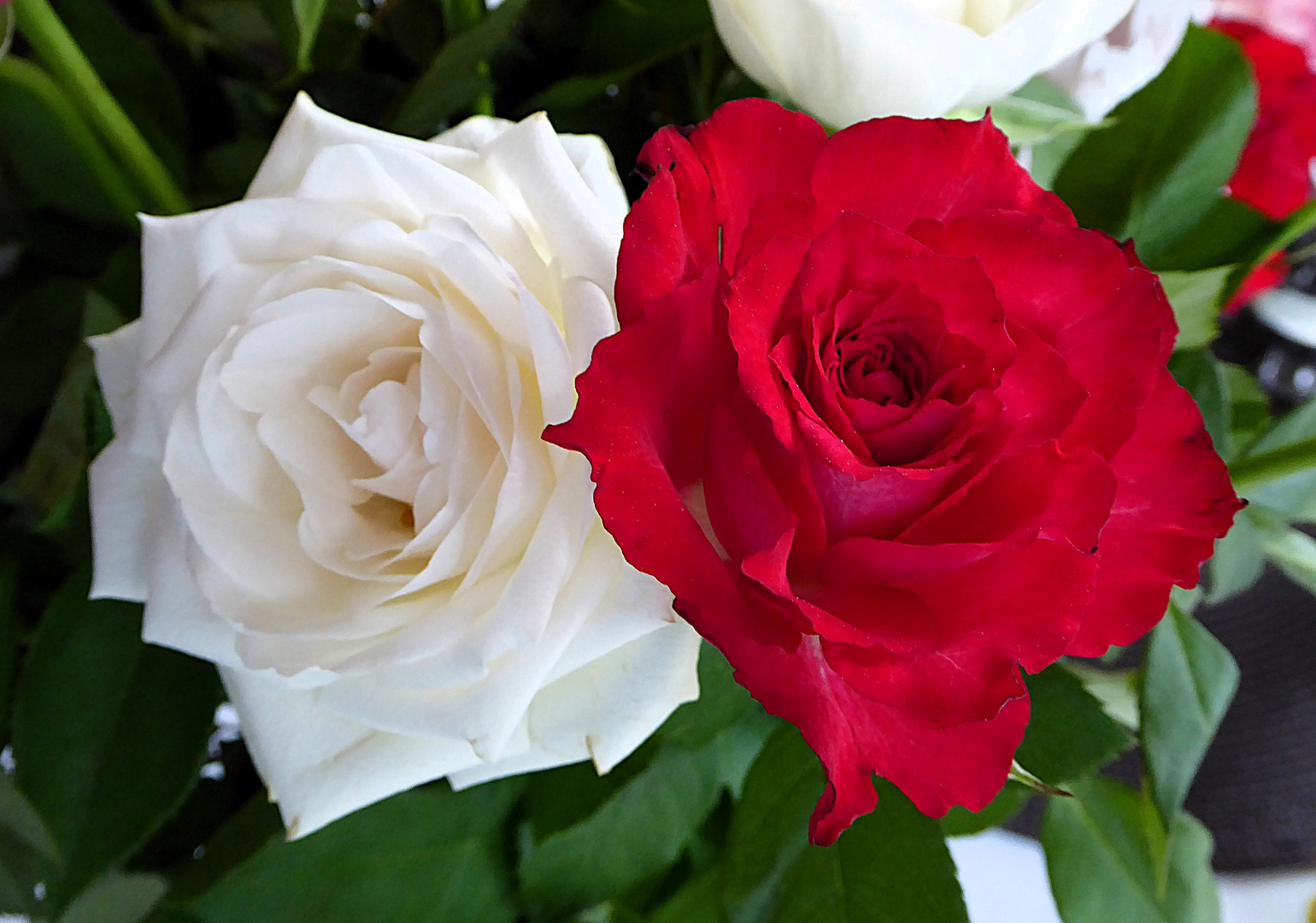 Schneeweißchen und Rosenrot 