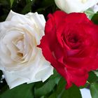 Schneeweißchen und Rosenrot 