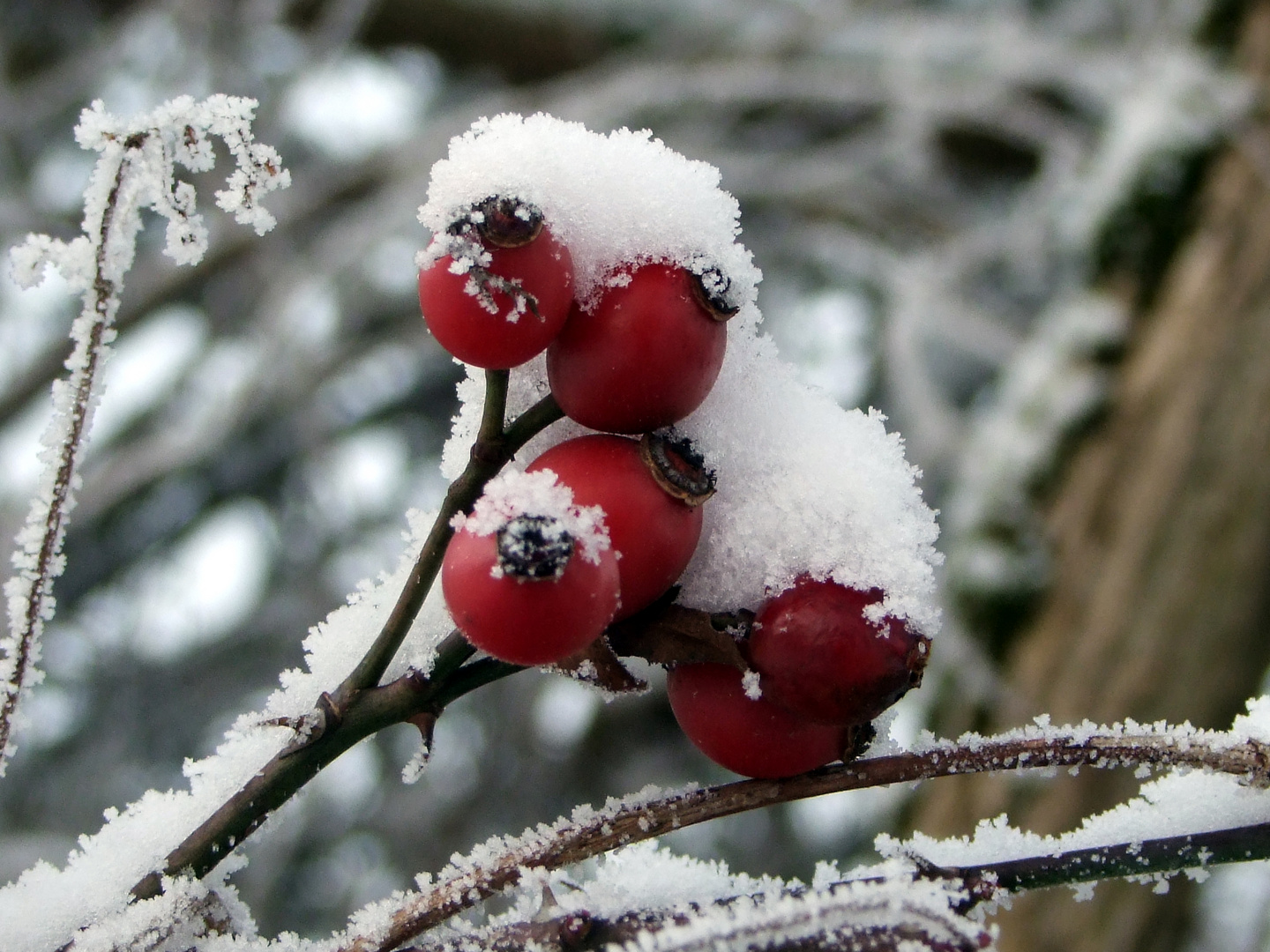 Schneeweißchen und Rosenrot