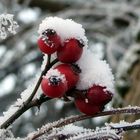 Schneeweißchen und Rosenrot