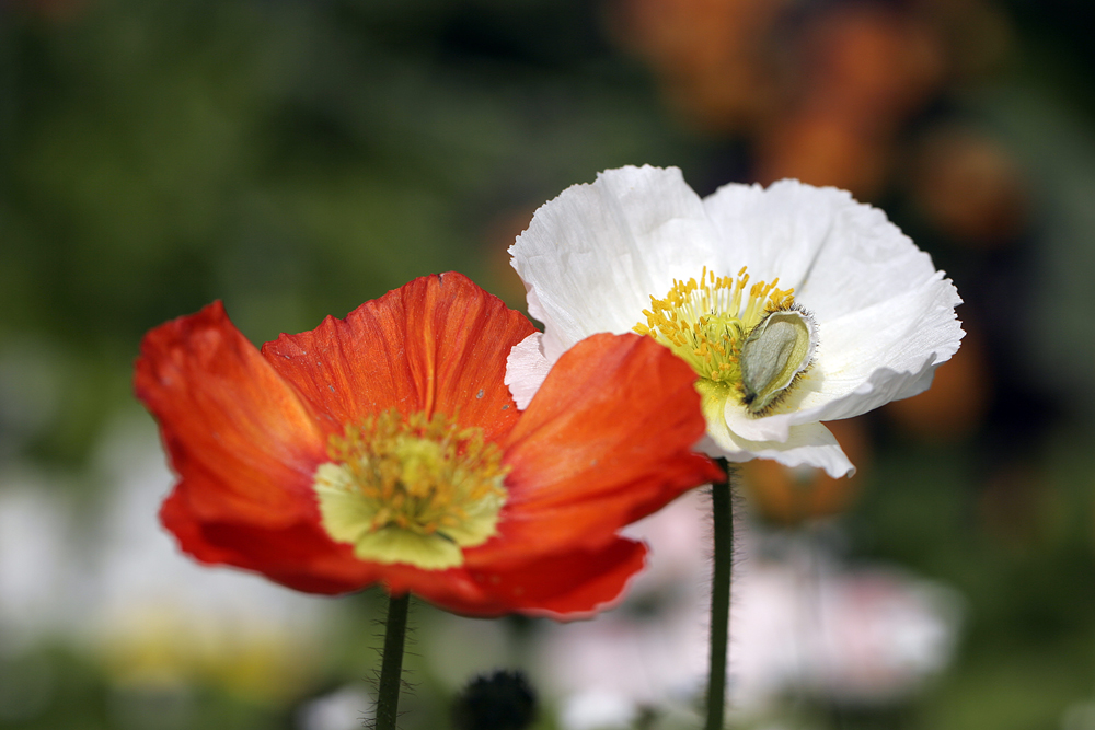 Schneeweißchen und Rosenrot