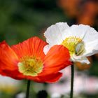 Schneeweißchen und Rosenrot