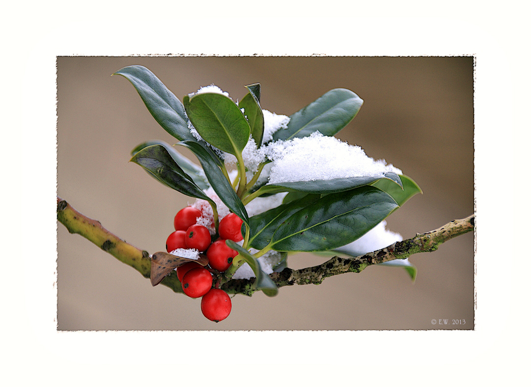 SCHNEEWEISSCHEN UND ROSENROT