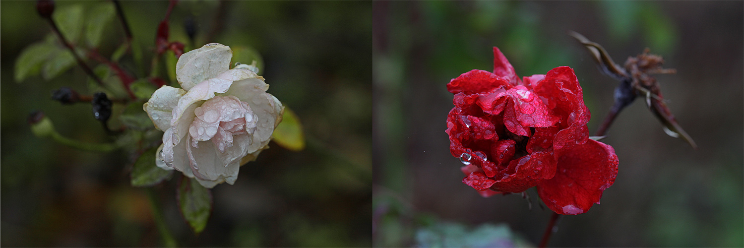 Schneeweisschen und Rosenrot