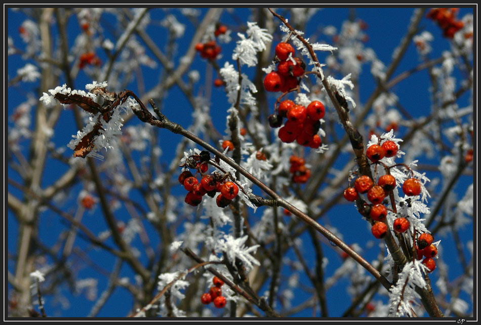 Schneeweißchen und Rosenrot ...