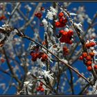 Schneeweißchen und Rosenrot ...