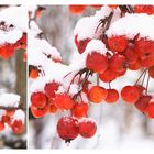 Schneeweisschen und Rosenrot