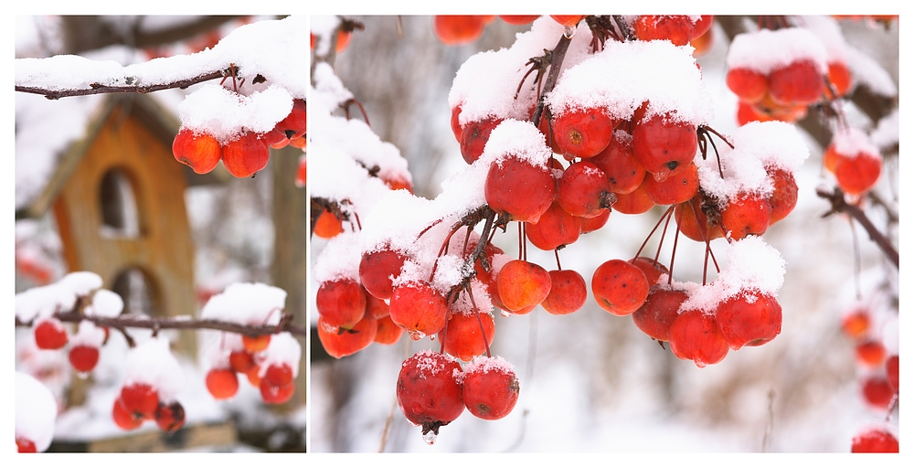 Schneeweisschen und Rosenrot