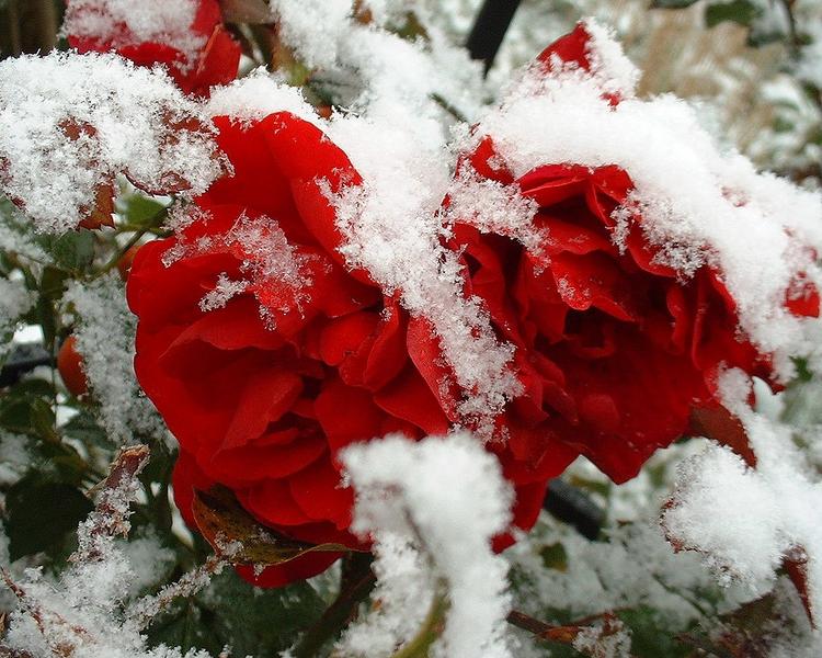 Schneeweißchen und Rosenrot