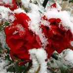 Schneeweißchen und Rosenrot